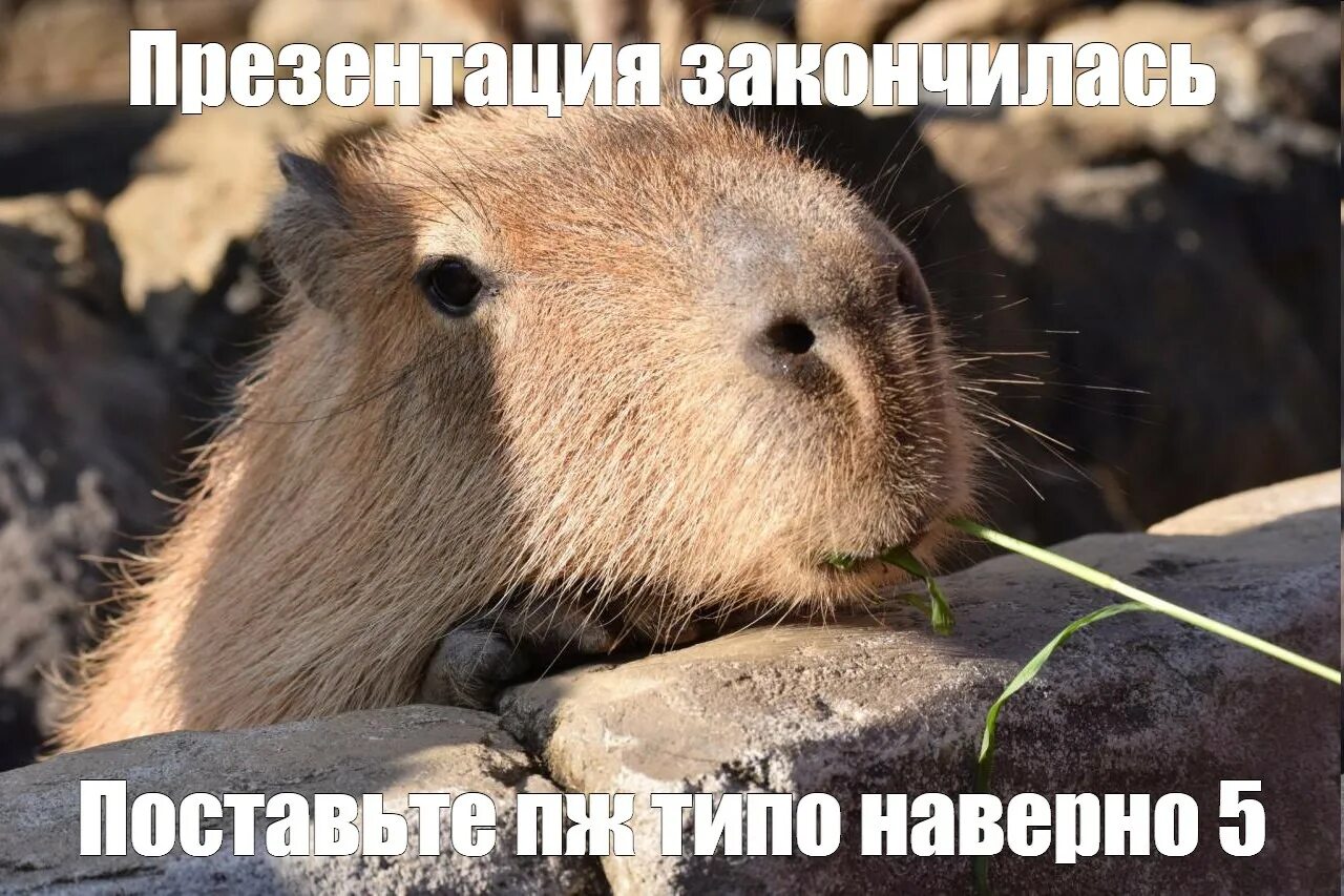 Капибара фото смешные мемы Мем: "" - Все шаблоны - Meme-arsenal.com