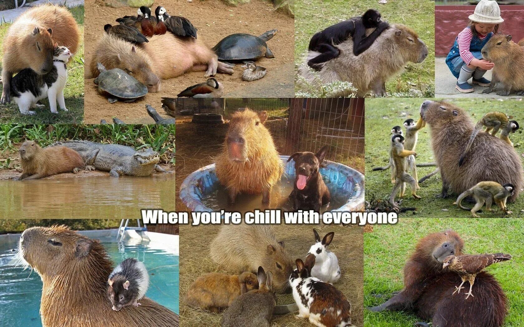 Капибара фото смешные мемы Capybaras (With images) Capybara, Funny animals, Silly animals