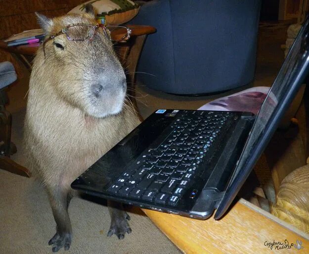 Капибара фото смешные мемы After Looking At These Photos You Will DEFINITELY Want A Capybara Capybara, Capy