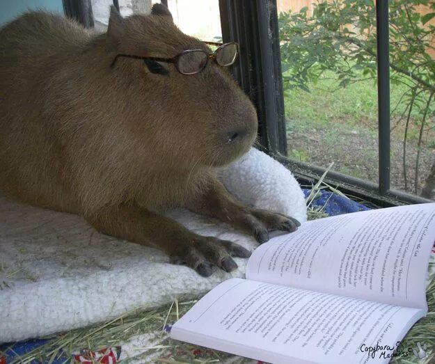 Капибара фото смешные мемы Capybaras can read. Капибара, Котята, Забавные зверюшки