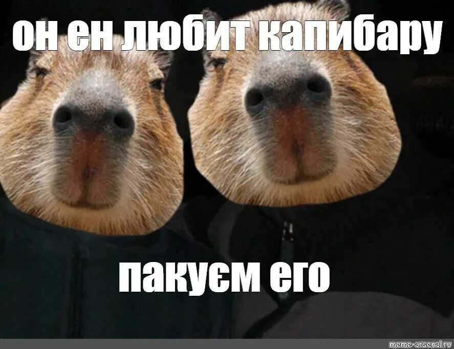 Капибара фото смешные мемы Я так и понял, хомяк....... 2024 Империя Капибар ВКонтакте