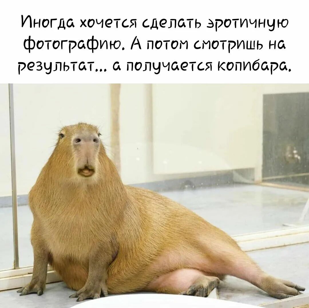 Капибара фото смешные мемы Иногда ХОЧЕТСЯ сделать ЭРОТИЧНЧЮ фотографию А потом смотришь на результат получа
