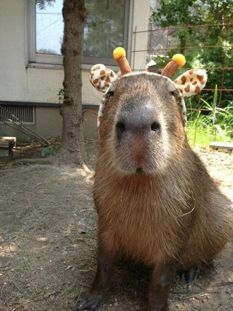 Капибара фото смешные мемы Olly Gibbs on Twitter Capybara pet, Capybara, Cute animals