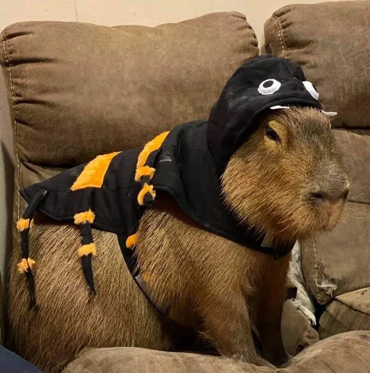 Капибара фото смешные на аватарку CAPYBARA MAN on Twitter Capybara pet, Capybara, Funny animals
