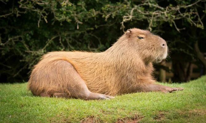 Капибара фото стоит El carpincho: el roedor más grande del mundo Protectora de animales, Mascotas, A