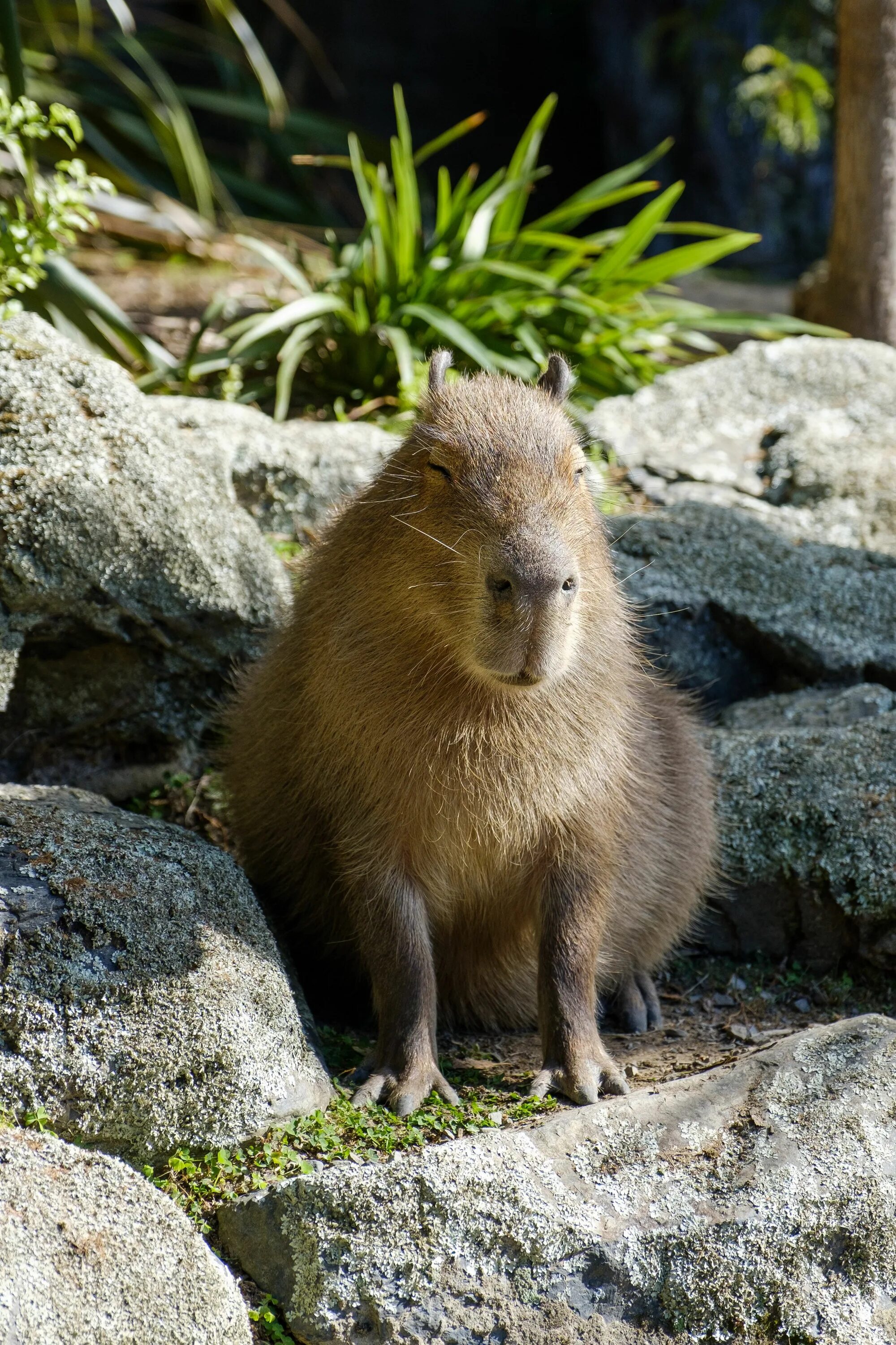 Капибара фото стоит Capybara Facts Капибара, Милые животные, Животные