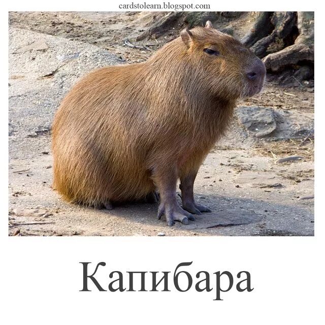 Капибара фото стоит Карточки Домана для детей: Названия Экзотических животных Развивающие карточки C