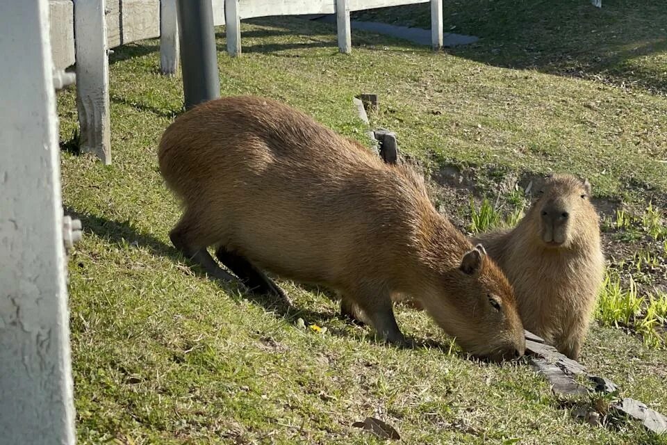 Капибара фото стоит Giant Rodents 'Invaded' a Wealthy Gated Community. What Happened Next is a Lesso