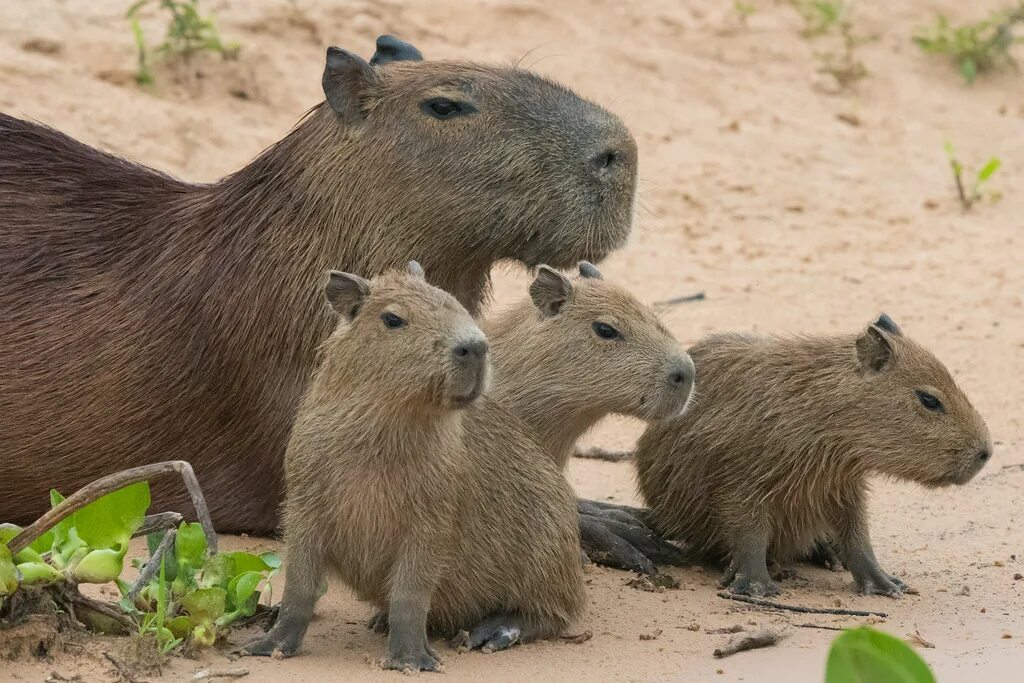 Капибара фото стоит Capybara family This mother Capybara was relaxing on the b. Flickr
