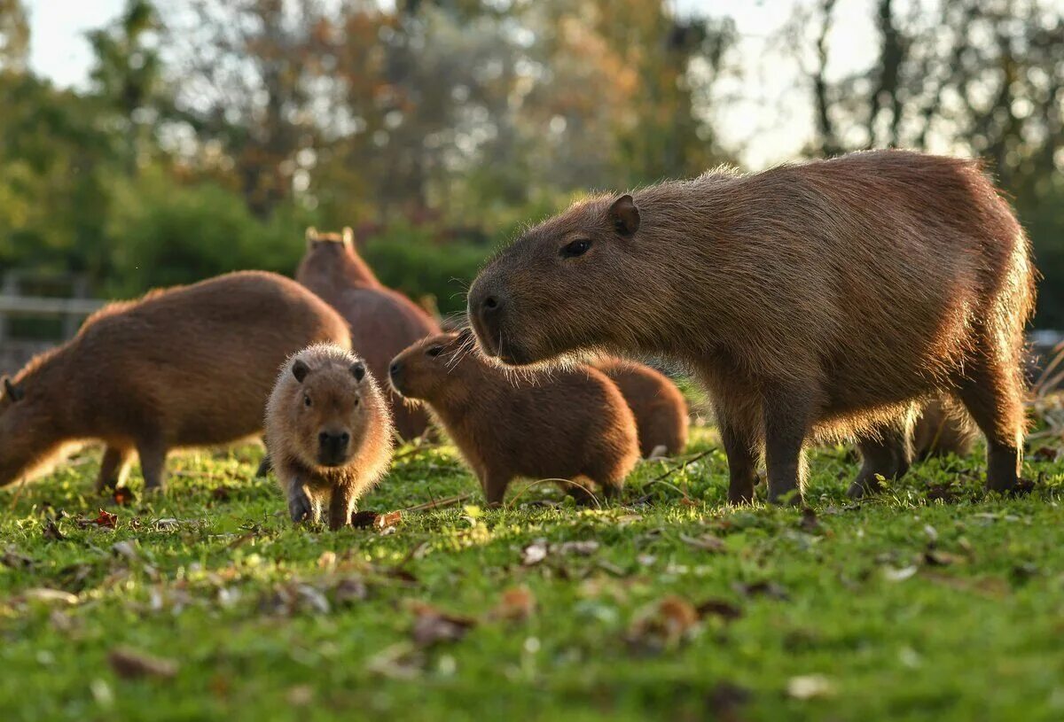 Капибара фото стоит Capybara Capy OK.RU