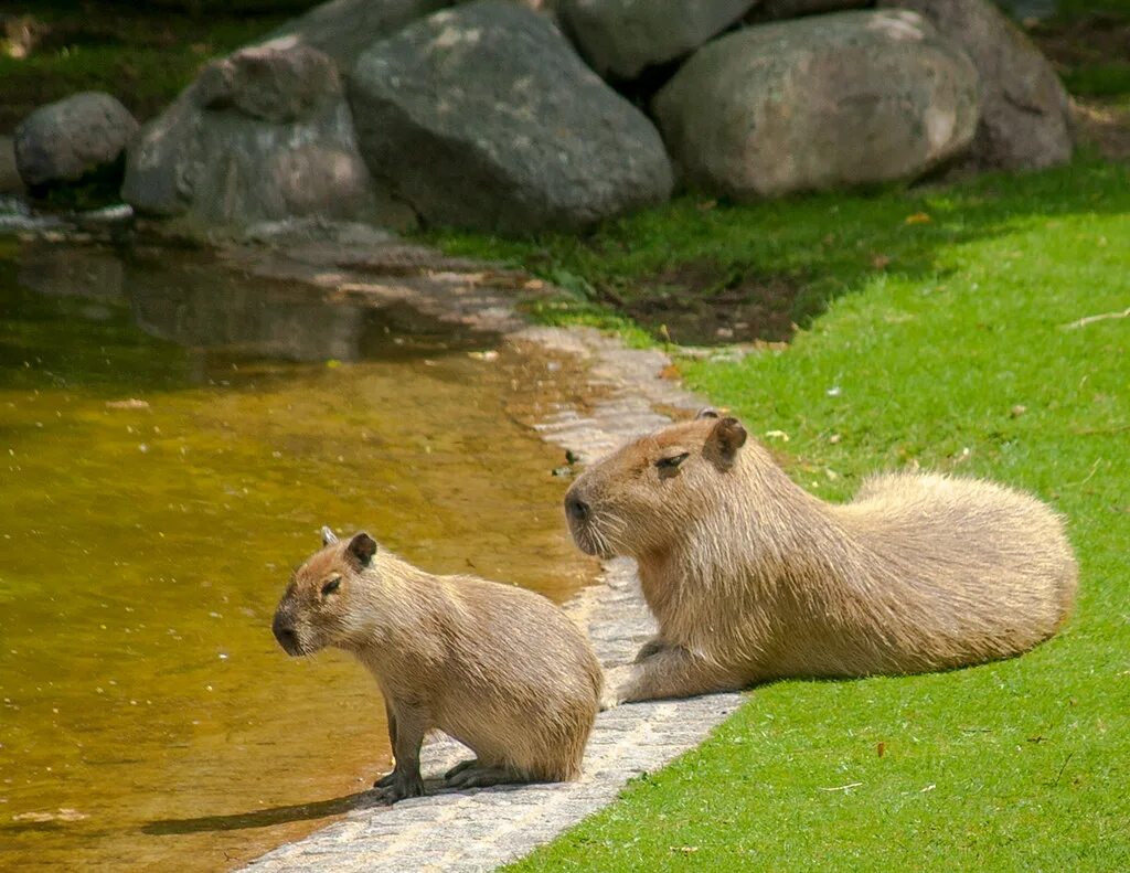 Капибара фото стоит Baby Capybara And Mom A friend of mine has been posting ph. Flickr