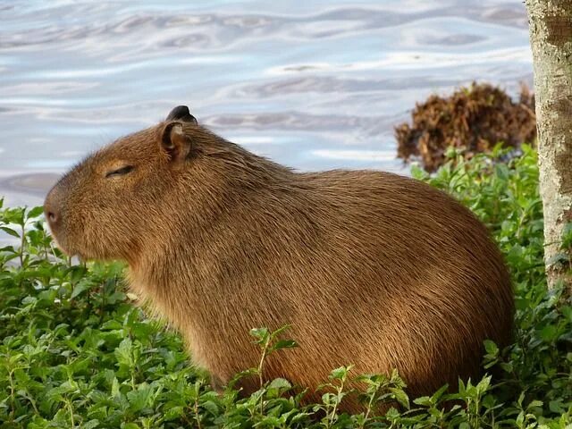 Капибара фото сзади Capybara Nature Animal - Free photo on Pixabay Süßeste haustiere, Natur tiere, A