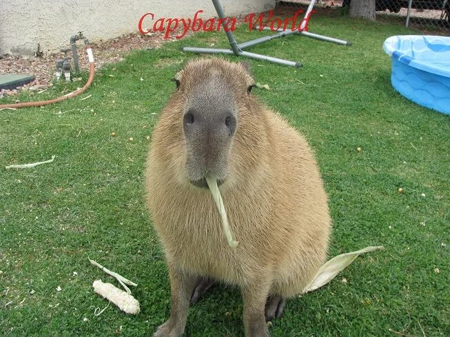 Капибара фото цена в рублях 2024 Es una nutria la mascota definitiva? - Página 3 - Forocoches