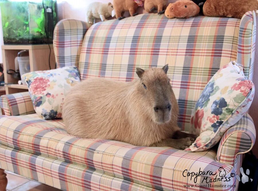 Капибара фото цена в рублях 2024 A LITTLE ABOUT THE FISHES Capybara is the same as a waterfowl - an animal that r