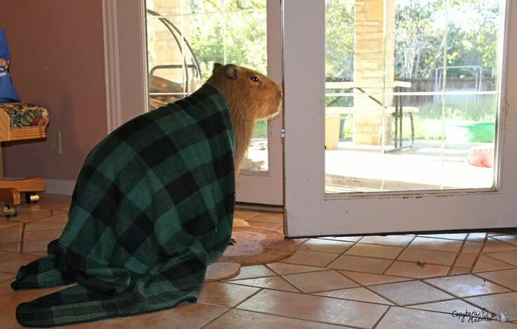 Капибара фото в домашних условиях They will wait for you to come home by the door. Capybara pet, Capybara, Cute an