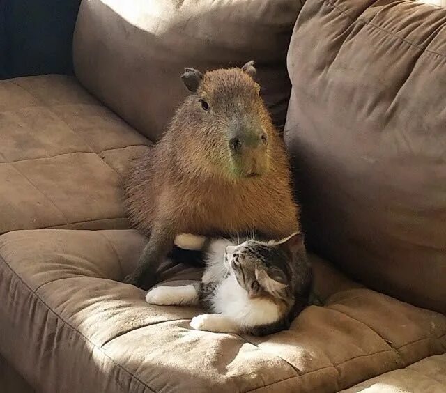 Капибара фото в домашних условиях Kittens Can't Get Enough of Homemade Box Toy - Love Meow Capybara, Kittens, Cute