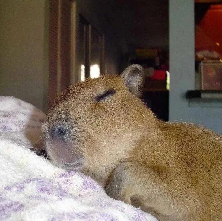 Капибара фото в домашних условиях Épinglé sur capybaras Animaux, Ornithorynque