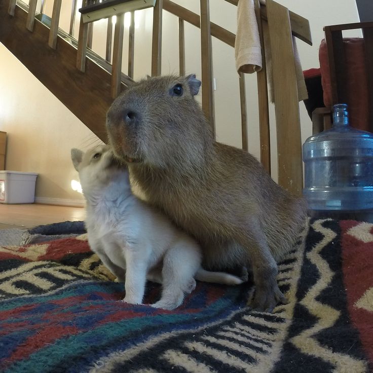 Капибара фото в домашних условиях capybara and cat Puppy play, Puppies, Capybara