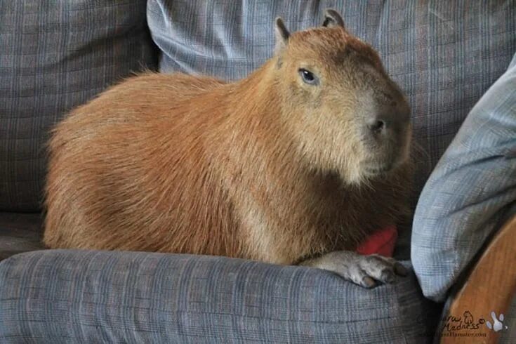Капибара фото в домашних условиях They also love to just chill. They're easy! Capybara, Capybara pet, Animals