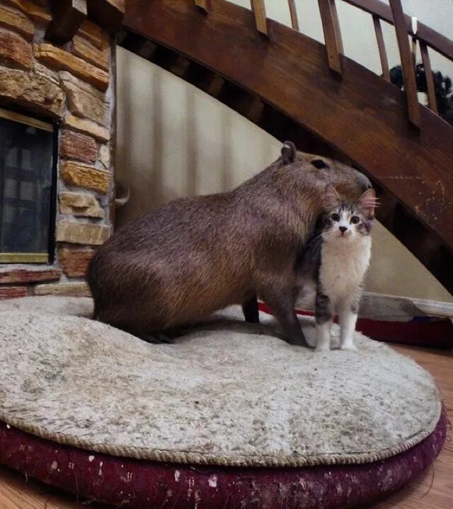 Капибара фото в домашних условиях Scooter the Cat and Joejoe the Capybara Find Each Other and Become Best Friends!