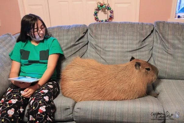 Капибара фото в домашних условиях #ff_morning_capybara Рубрика "Утренняя капибара" Жирен и красив ВКонтакте