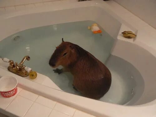 Капибара фото в домашних условиях in the phone booth we get tooth to tooth. via Tumblr Capybara, Capybara pet, Sma