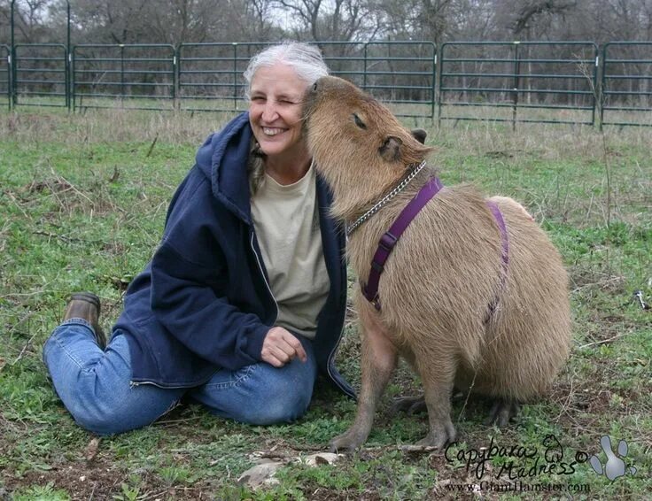 Капибара фото в домашних условиях pet capybara Capybara, Capybara pet, Giant animals