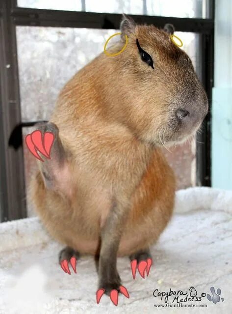 Капибара фото в домашних условиях Top 10 slay capybara ideas and inspiration