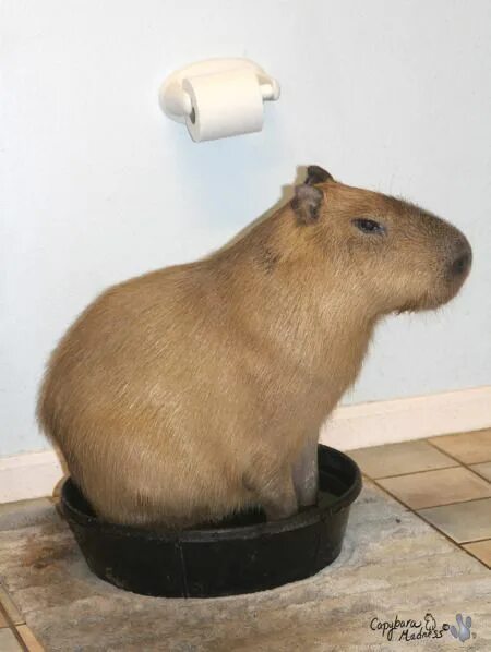 Капибара фото в домашних условиях How To Make Capybara Dumplings Capybara, Cute animals, Animals wild