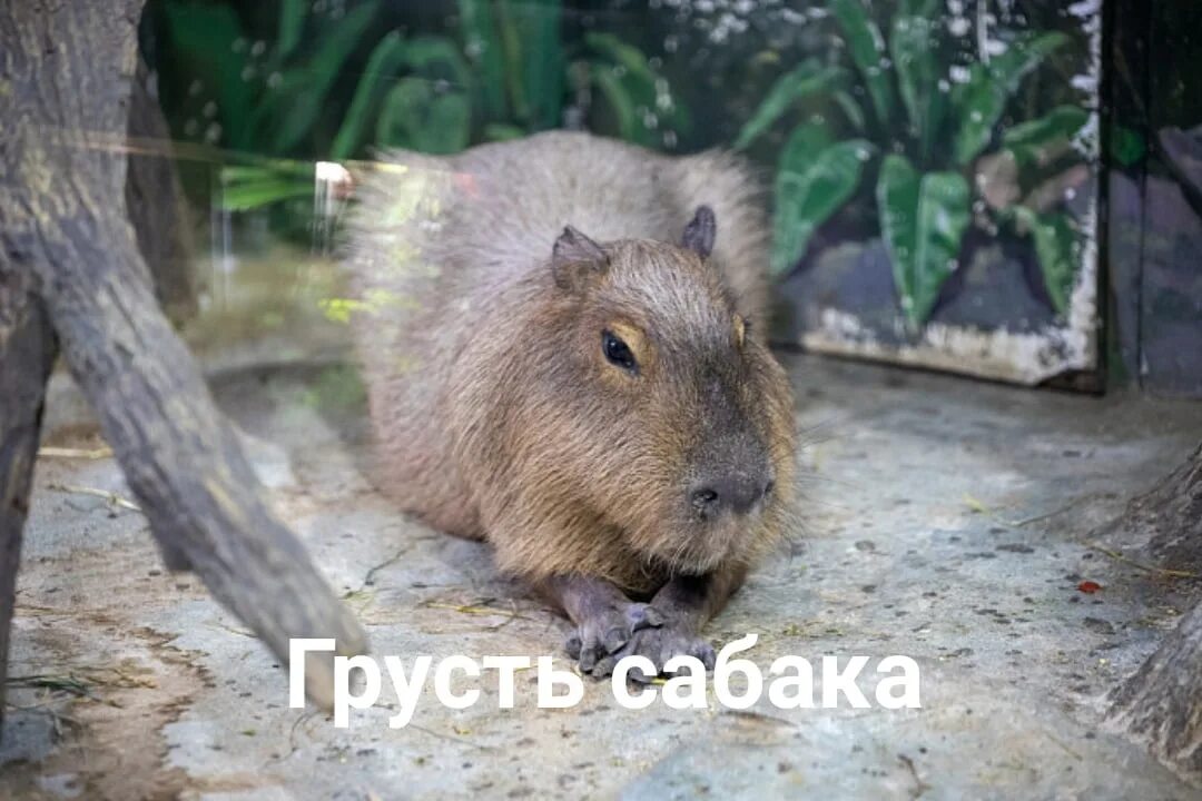 Капибара фото в домашних условиях Hey, guys, the Twitch died today. Thanks to everyone who stopped by. Sorry I cou