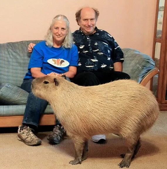 Капибара фото в домашних условиях Family Keeps 110 Pound Rodent As A Pet #IncredibleThings--WANT ONE!!! Pet rodent