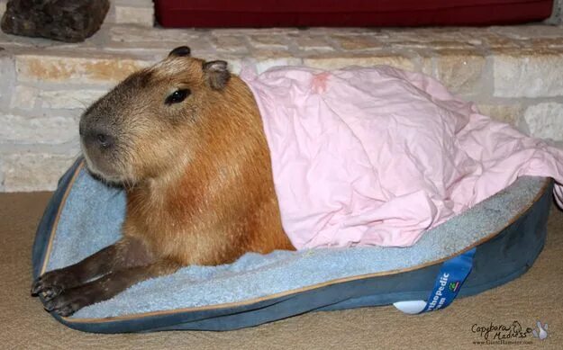 Капибара фото в домашних условиях They also love to just chill. They're easy! Capybara, Cuddly animals, Cute anima