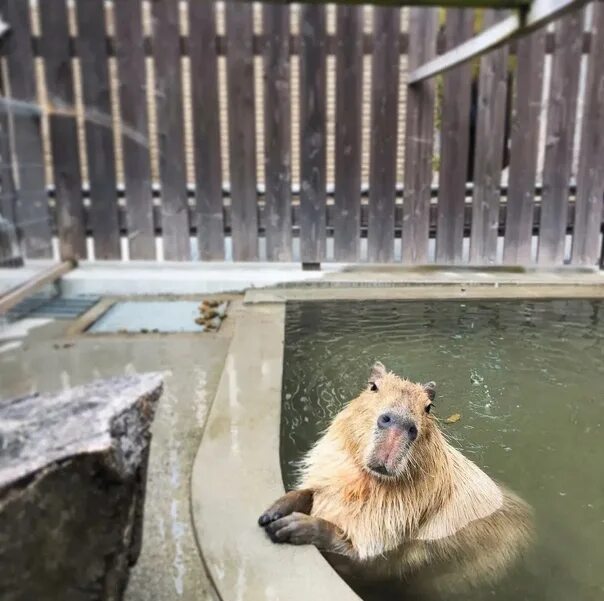 Капибара фото в воде #ff_morning_capybara Рубрика "Утренняя капибара" 2022 Жирен и красив ВКонтакте