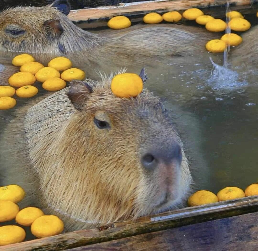 Капибара фото в воде Pin on school Cute small animals, Capybara, Small pets