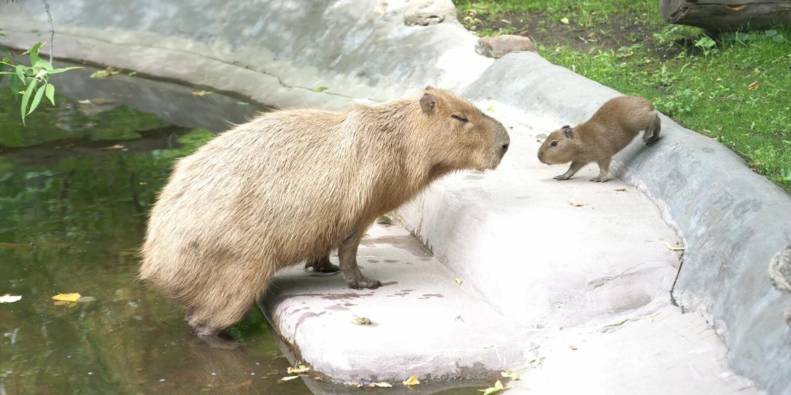 Капибара фото в зоопарке Three capybara pups born in Moscow Zoo / News / Moscow City Web Site