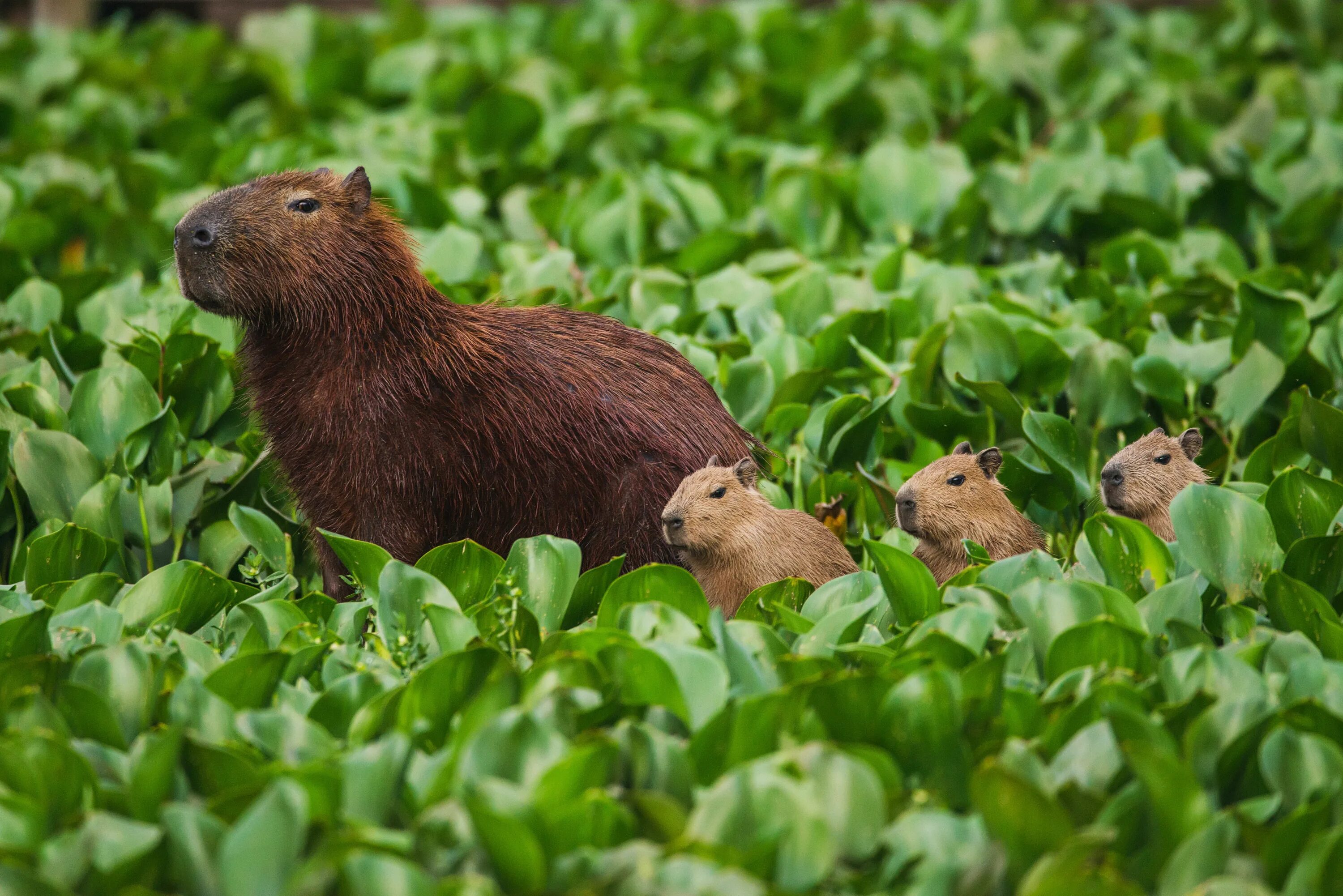 Капибара фото животного где обитает Pin on chiguire brew Pretty animals, Capybara, Baby capybara