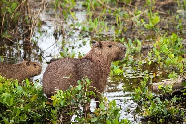 Капибара фото животного где обитает Капибара, или водосвинка (лат. Hydrochoerus hydrochaeris). Полуводное травоядное