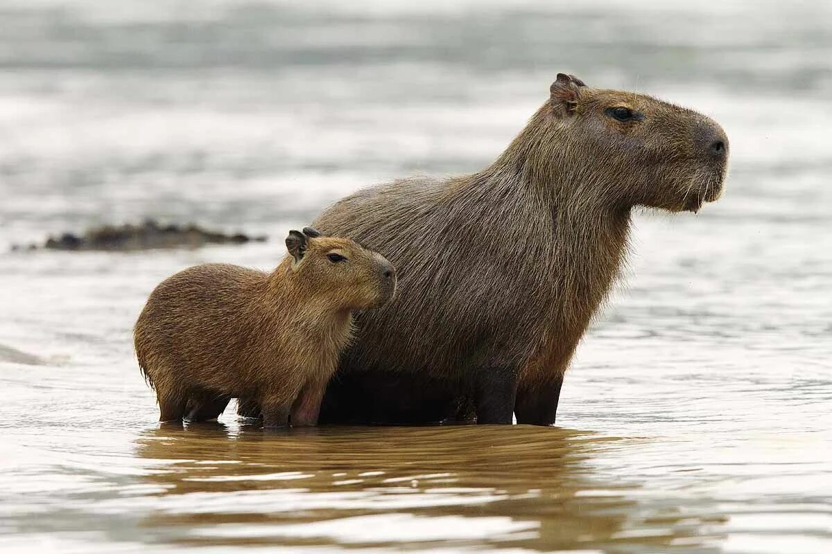 Капибара фото животного где обитает Pantanal, Brazil - Bing Images Pantanal, Capybara, Animals
