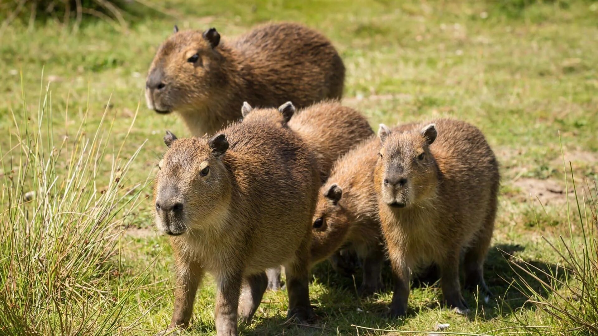 Капибара фото животного где обитает 100+ Capybara Backgrounds Wallpapers.com