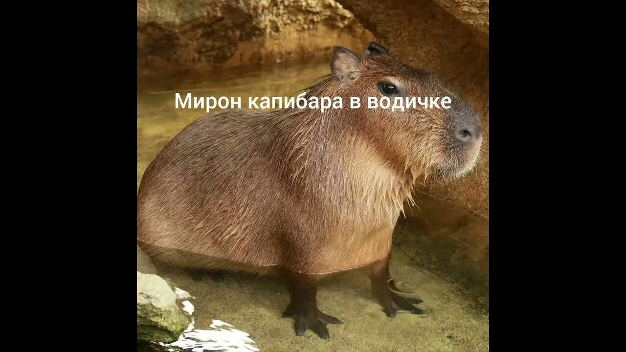 Капибара фото животного где обитает какая ты капибара по имени часть 18 - YouTube