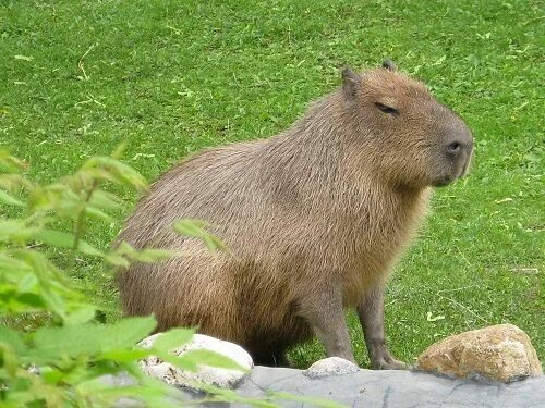 Капибара фото животного где обитает kapibara Capybara, Rodents, Animals