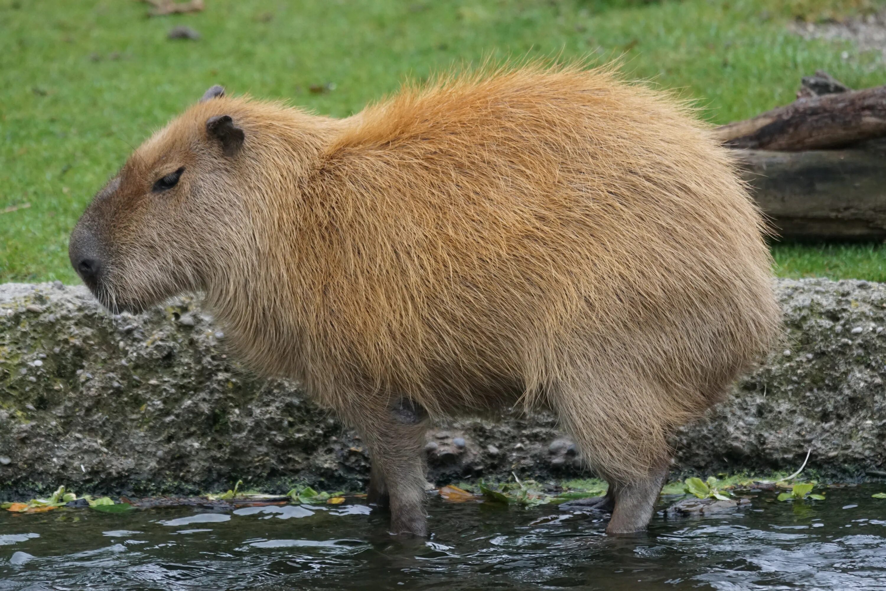 Капибара фото животного где обитает Free Images : wildlife, mammal, fauna, vertebrate, capybara, herbivores, largest