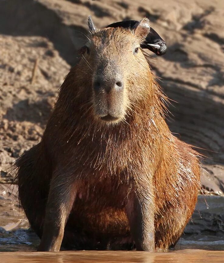 Капибара фото животного цена "Hmmm - this one seems to be clean....hold still now...almost done..." Capybara,