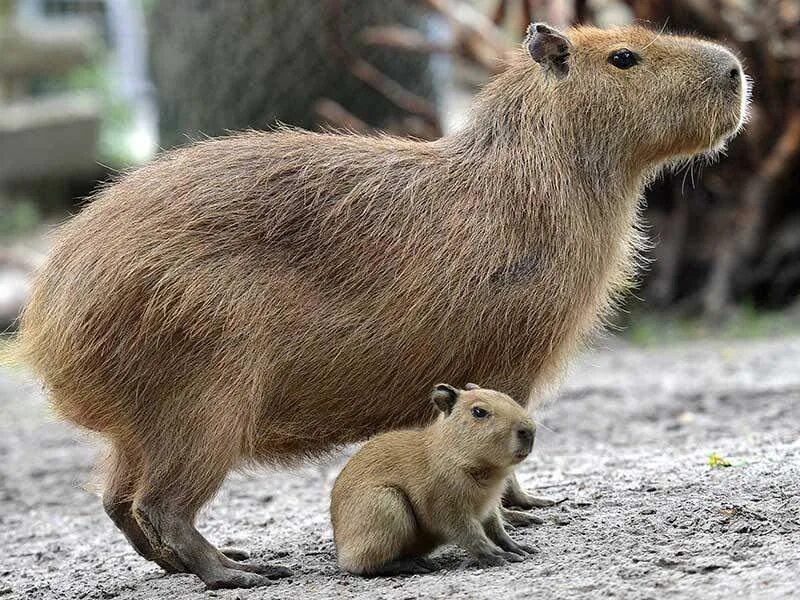 Капибара фото животного в хорошем качестве Случайная капибара на 1 мая 2023 Случайная капибара ВКонтакте