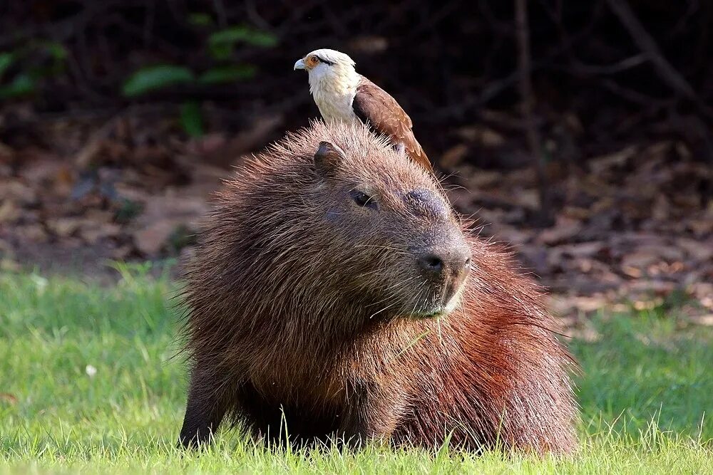 Капибара фото животного в хорошем качестве бесплатно Wikipedia:Featured picture candidates/Yellow-headed caracara on capybara - Wikip