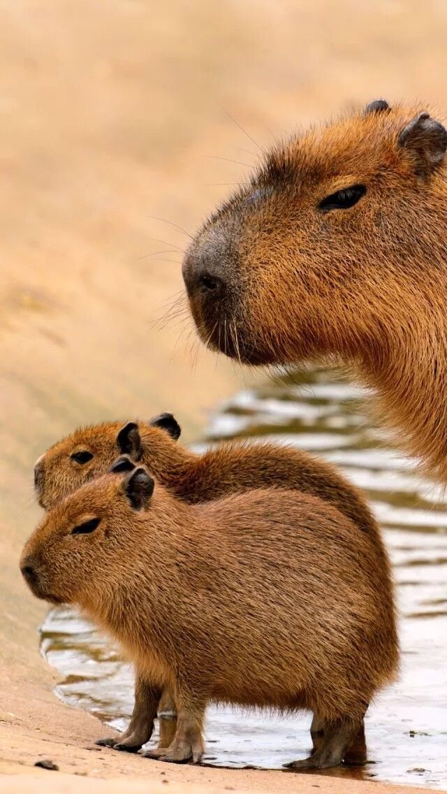 Капибара фото животного в хорошем качестве бесплатно Capybaras Капибара, Фотографии животных, Милые животные