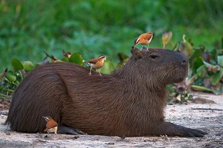Капибара фото животного в хорошем качестве бесплатно Capybara and Pale Legged Horneros - Sean Crane Animals, Capybara, Unusual animal