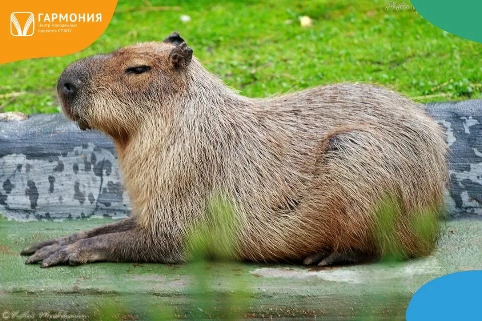 Капибара фото животного в хорошем качестве бесплатно В гармонии с капибарой Центр волонтёрских проектов "Гармония"