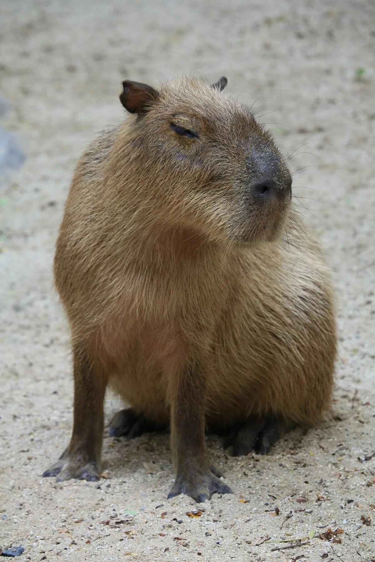 Капибара фото животного википедия Hydrochoerus Prehistoric Wiki Fandom
