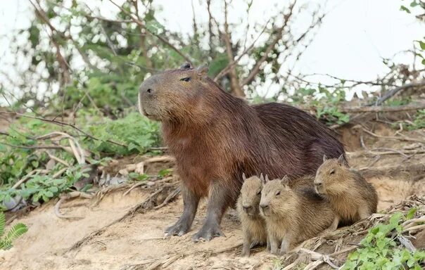 Капибара и нутрия разница фото One day we went for a walk and met a girl who was walking her little guinea pig 